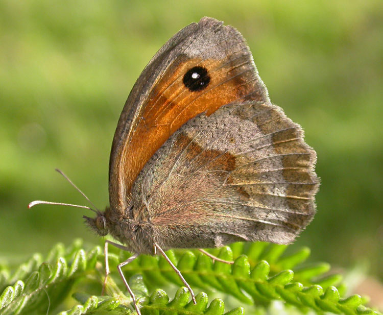 Hertford Heath Biodiversity: Development Done Right vs. Development Done Wrong